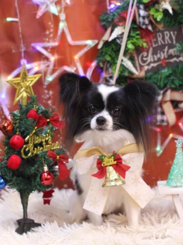 20231223ルアナちゃん